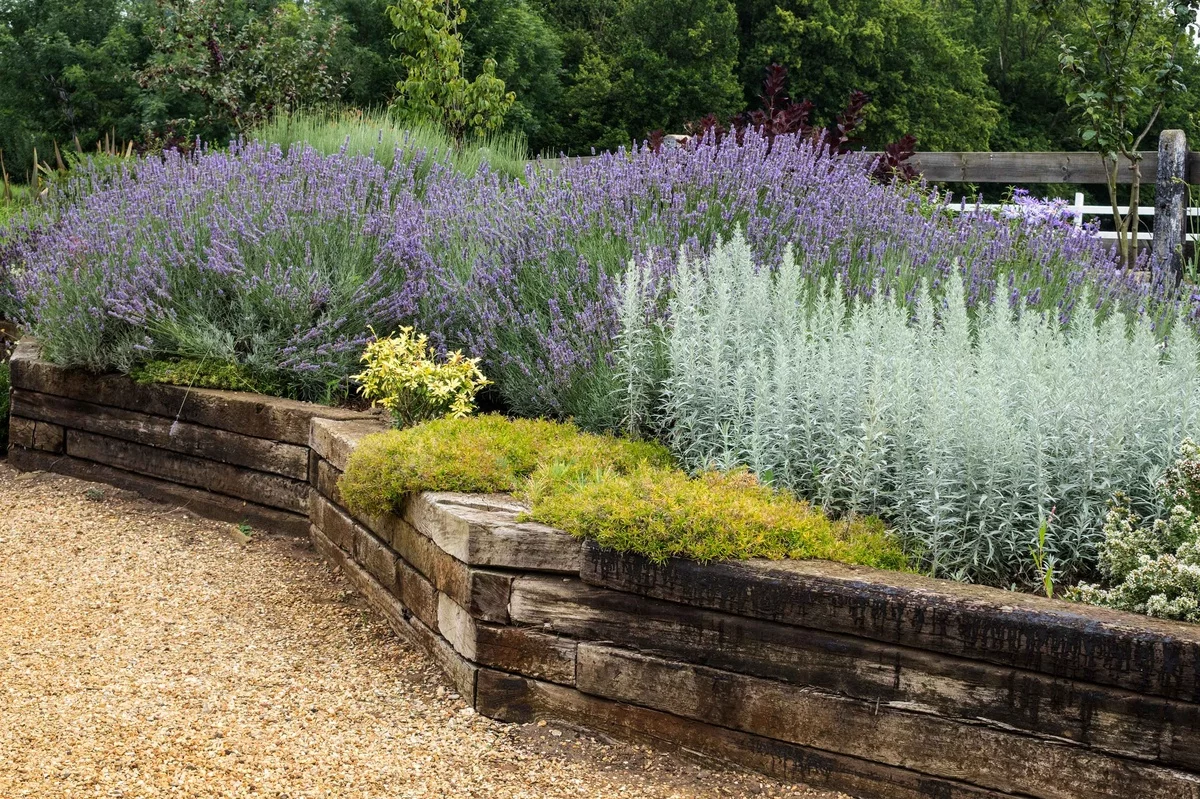 Lavendel Beet Ideen - die Duftpflanze mit anderen Gartenkräutern anpflanzen 