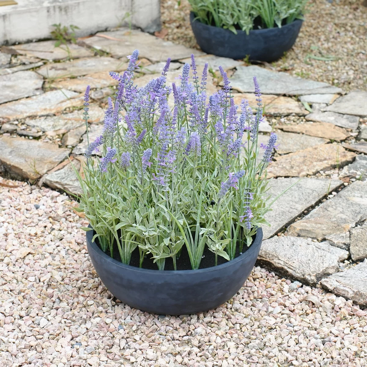Lavendel im Pflanzgefäß als deko im Garten 