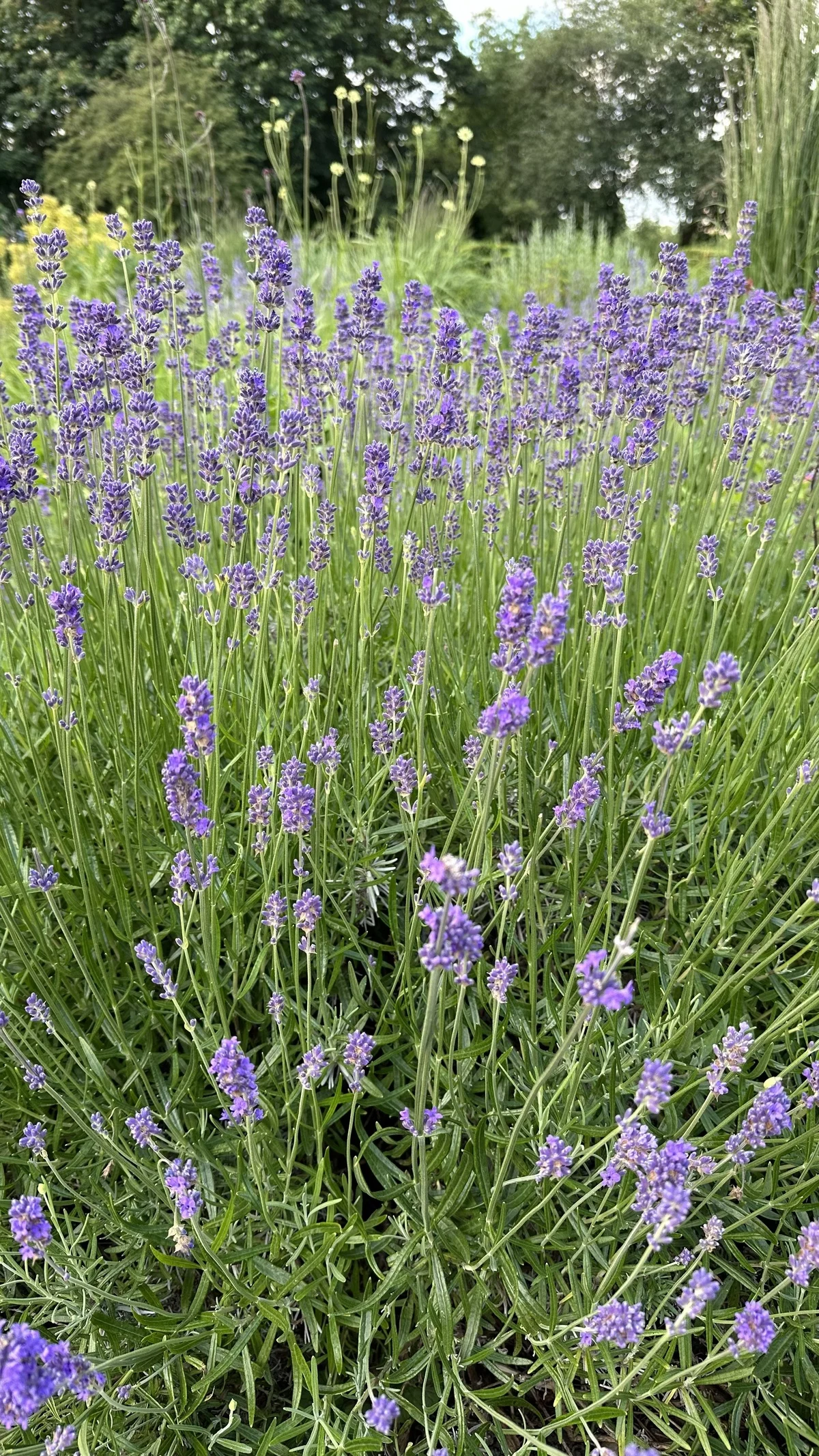 eine Ganze Wiese mit Lavendel anpflanzen - wilde Natürlichkeit 