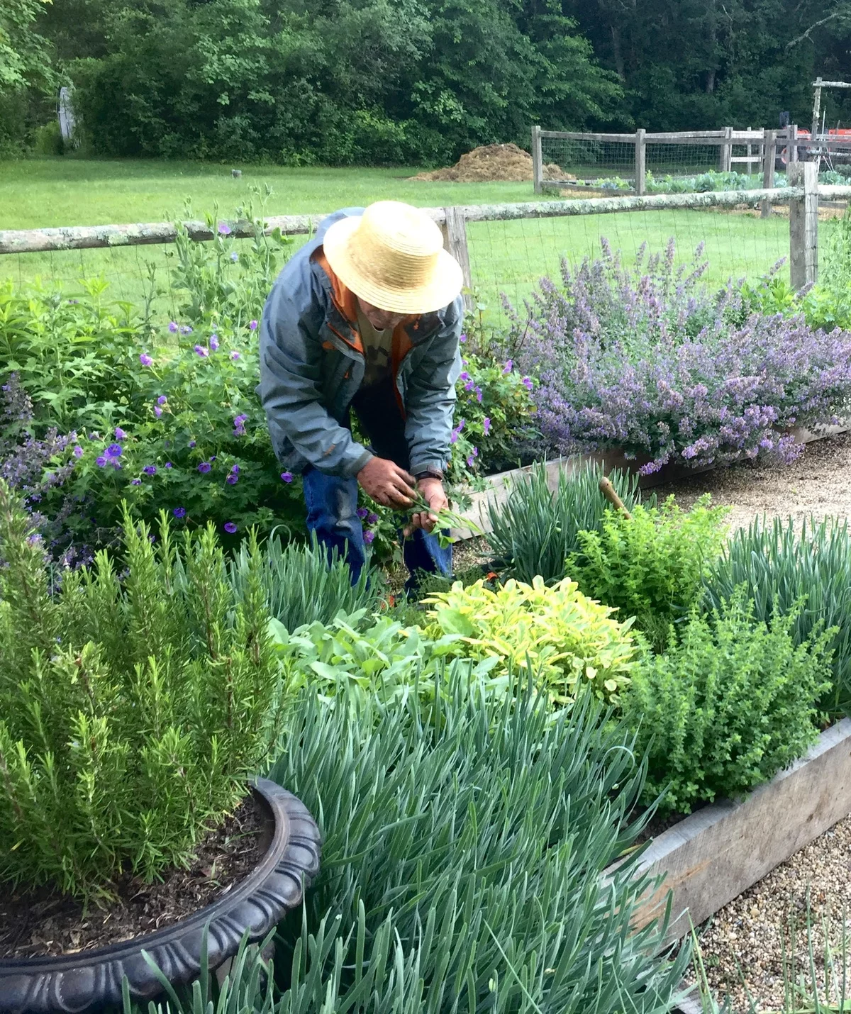 Lavendel Beet Ideen - die Duftpflanze ist pflegeleicht 