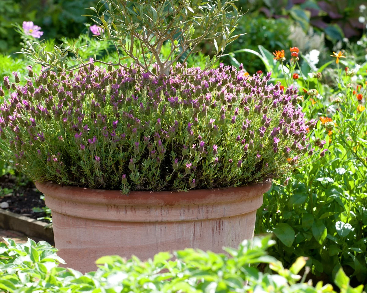 Lavendel im Pflanzgefäß pflanzen und pflegen
