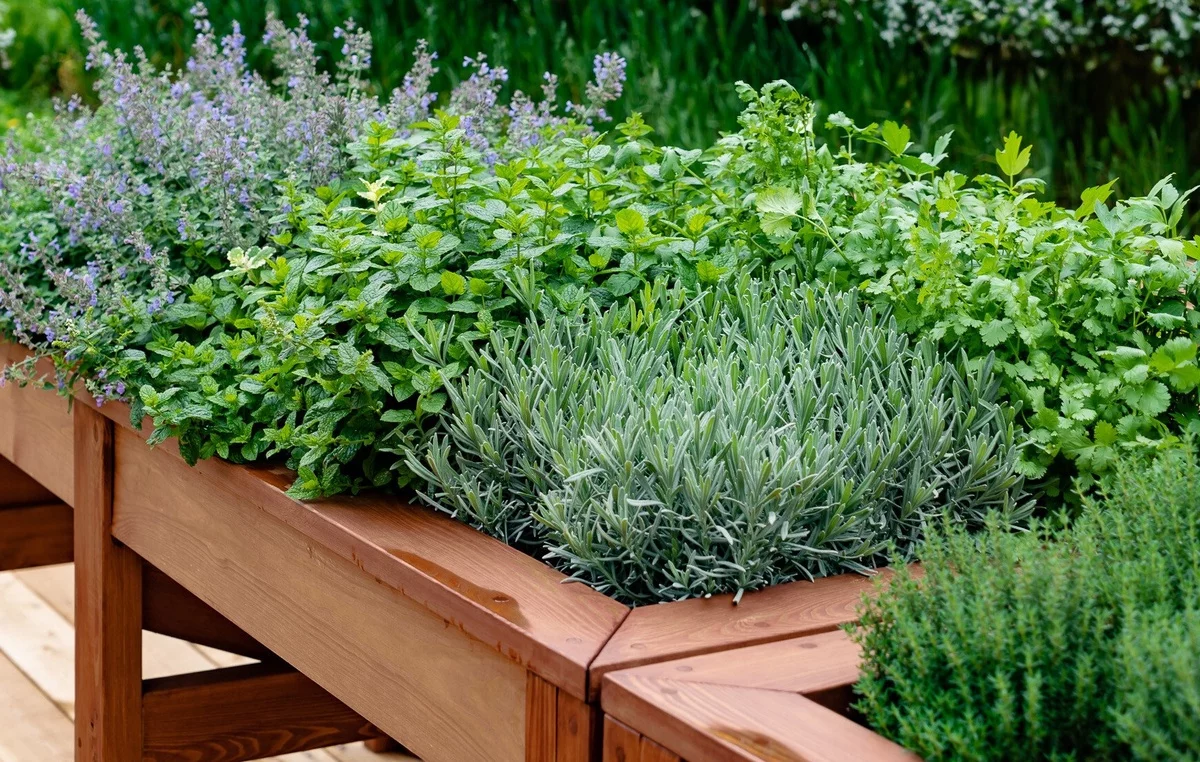 lavendel mit anderen Kräutern kombinieren - Lavendel Beet Ideen 