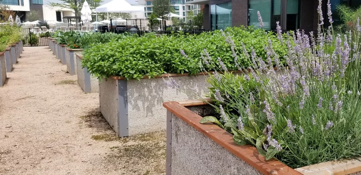 Die Duftpflanze eignet sich gut fürs Hochbeet - Lavendel Beet Ideen 