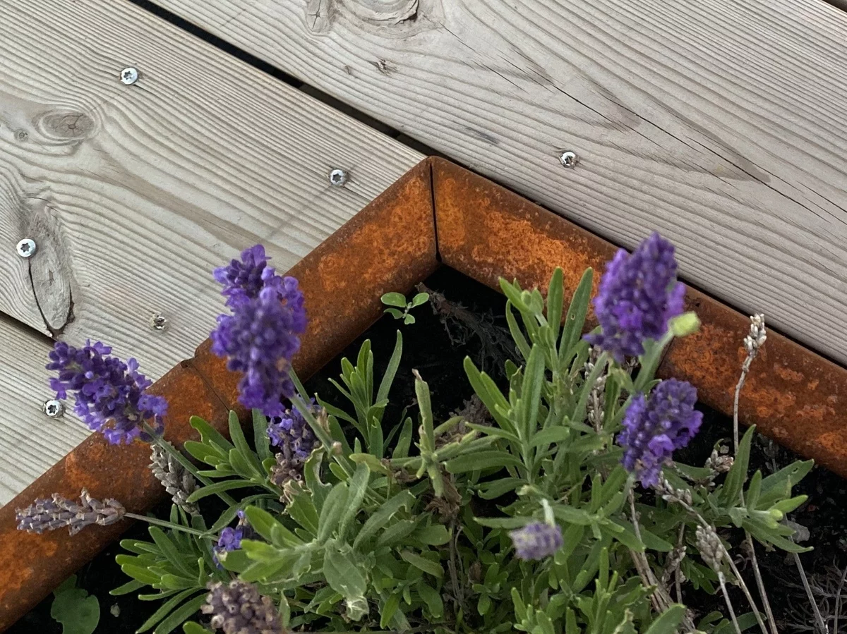 Gefäß aus metall in Vintage Look - Lavendel Beet Ideen 