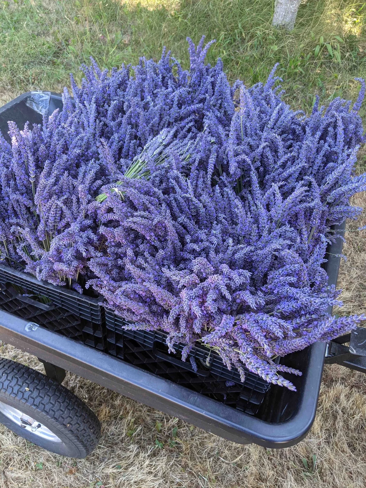 eine besondere und ganz schöne Farbe - Lavender 