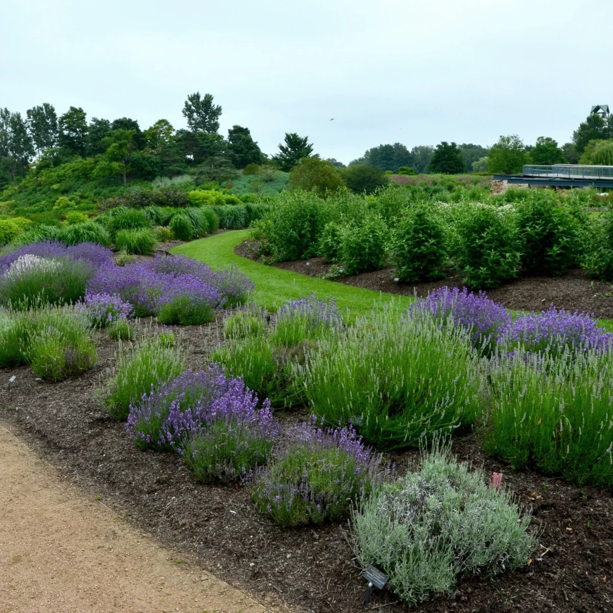 dekoratives Gras und Lavendel im Gartenbeet