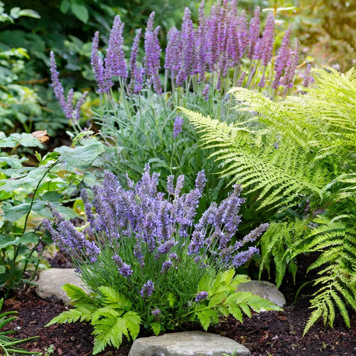 Lavendel neben Farn - Lavendel Beet Ideen 