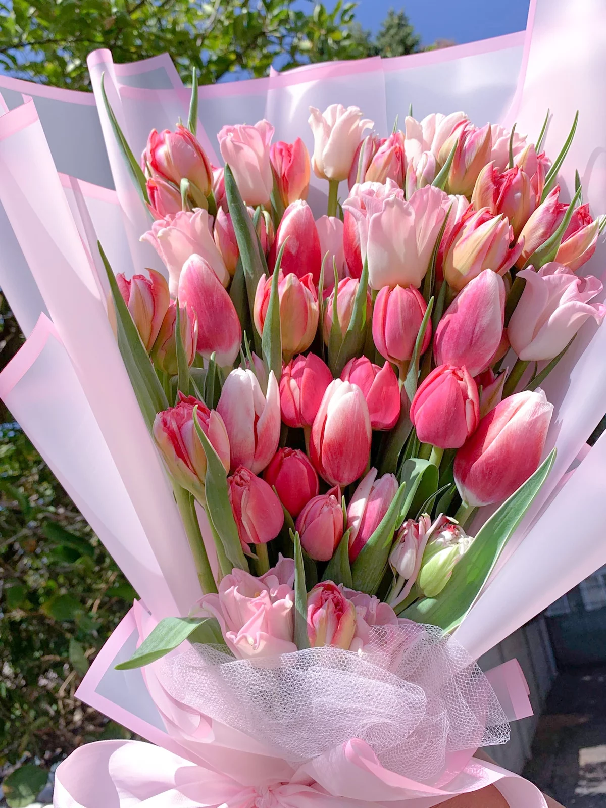 herrlicher Tulpenstrauß - rosa und weiße Tulpen