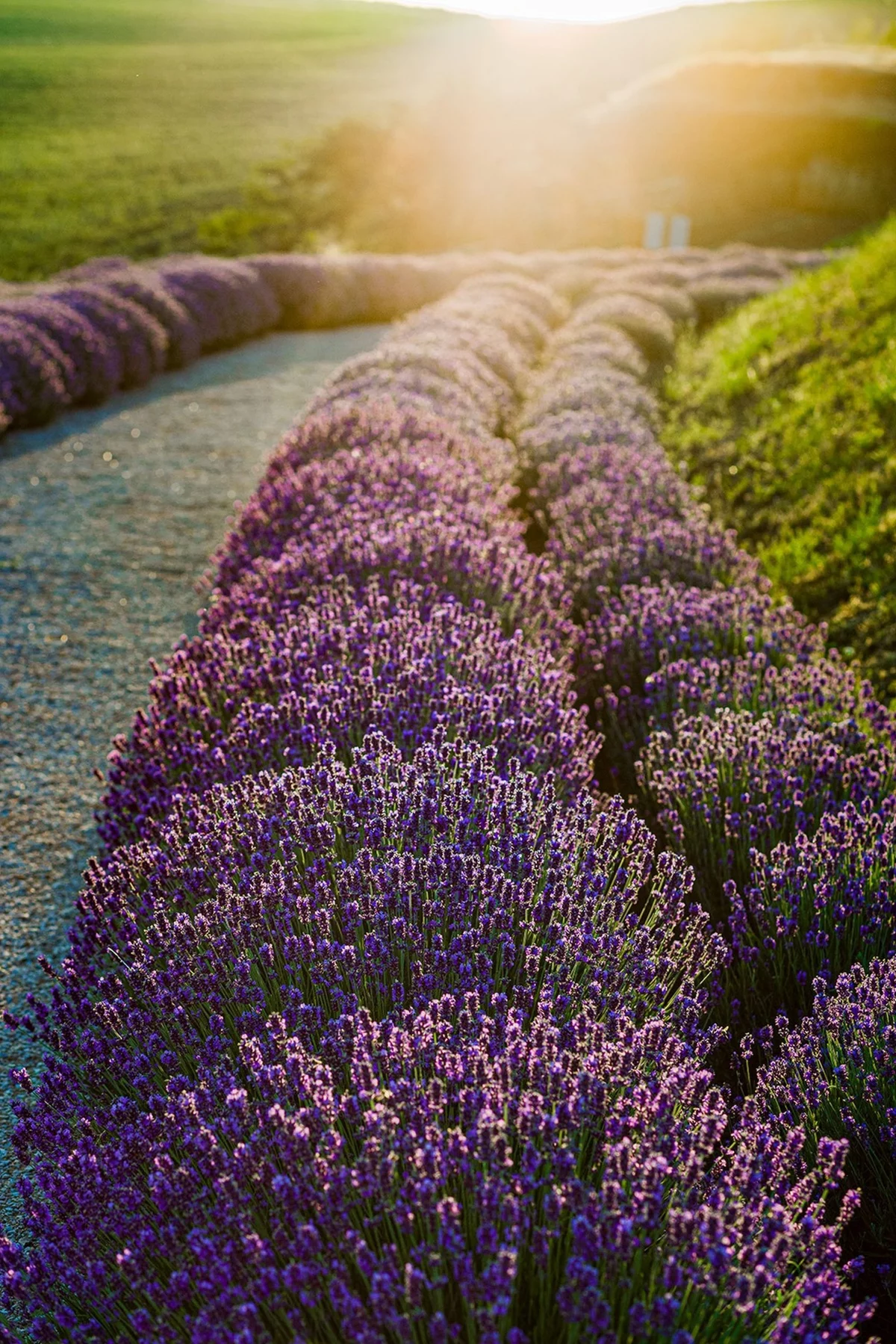 Feld mit Lavendel beim Sonnenuntergang 