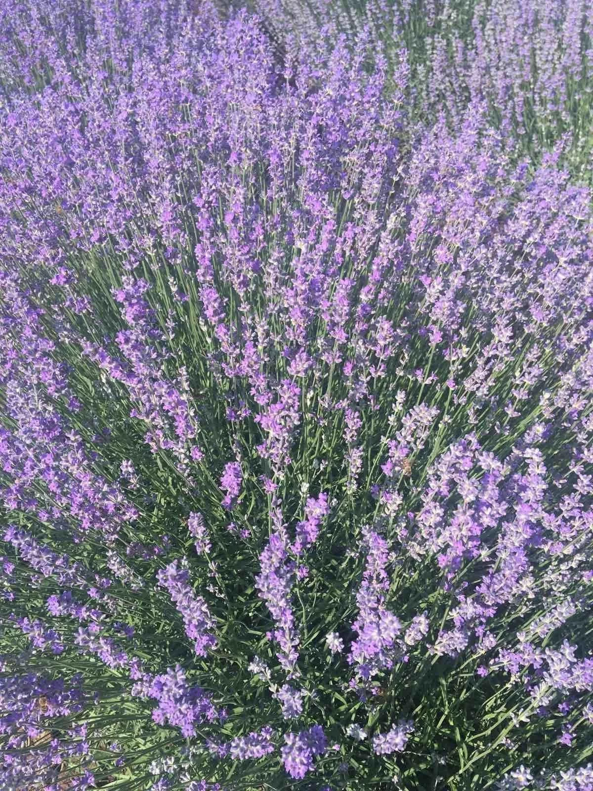 schöne Farbe und betörender Duft - Lavendelpflanze 