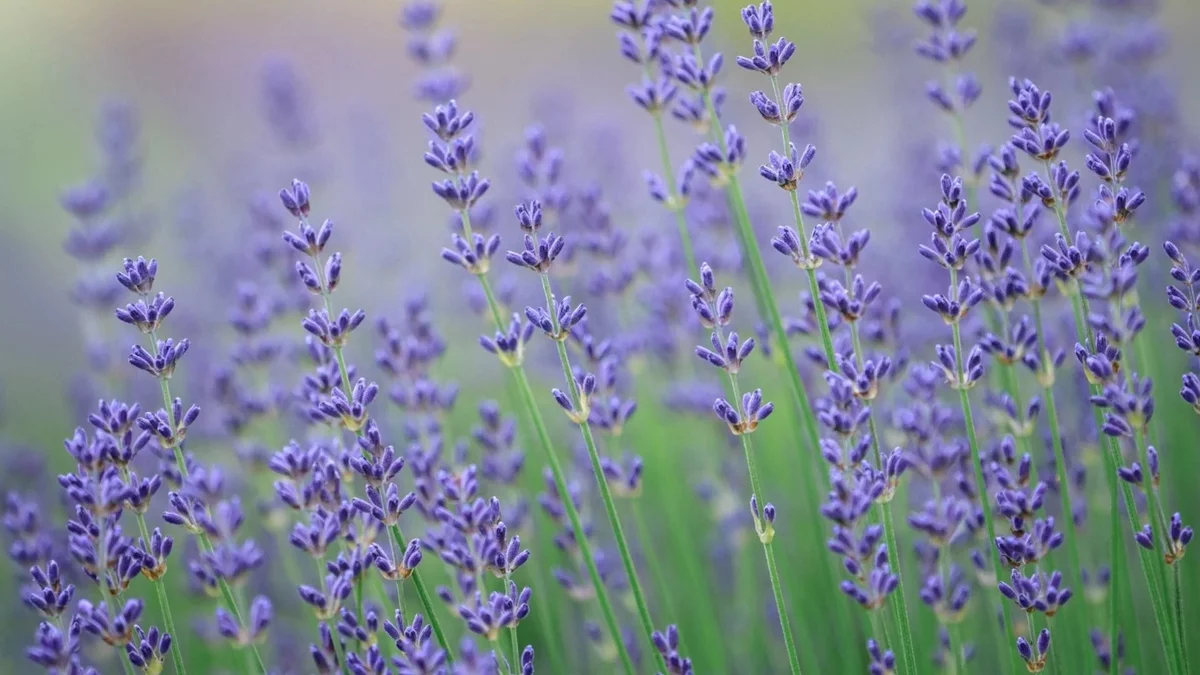 Lavendel zieht Insekten an - ökologische Funktion 