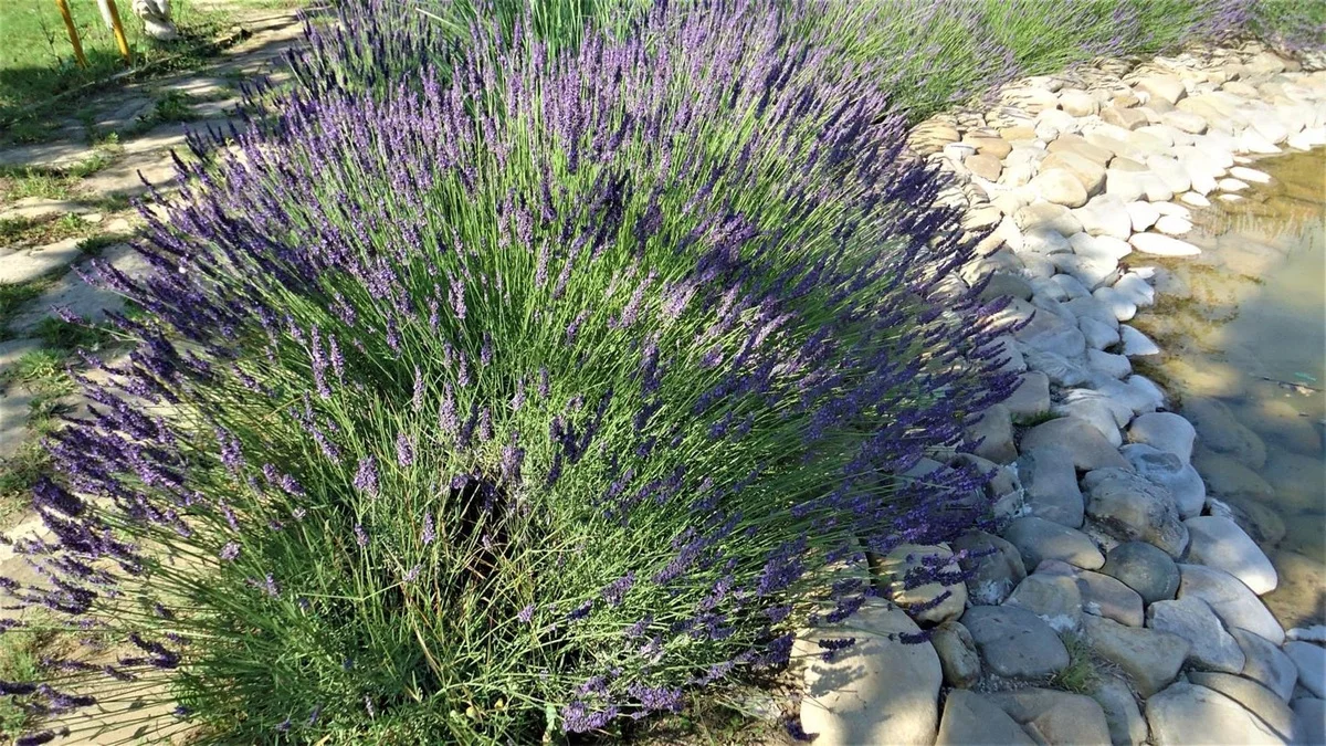 Lavendel neben dem Gartenteich - Lavendel Beet Ideen 