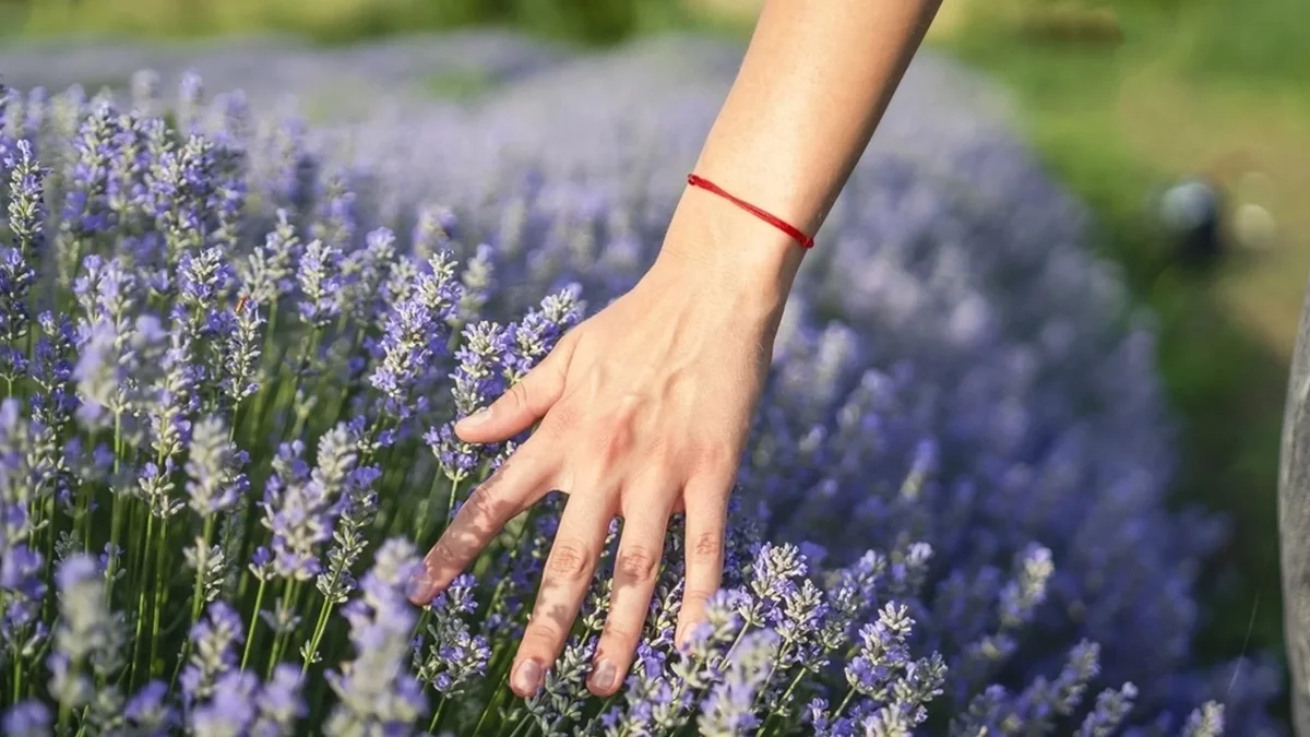 schöne Wiese mit Lavendel - Lavendel Beet Ideen 