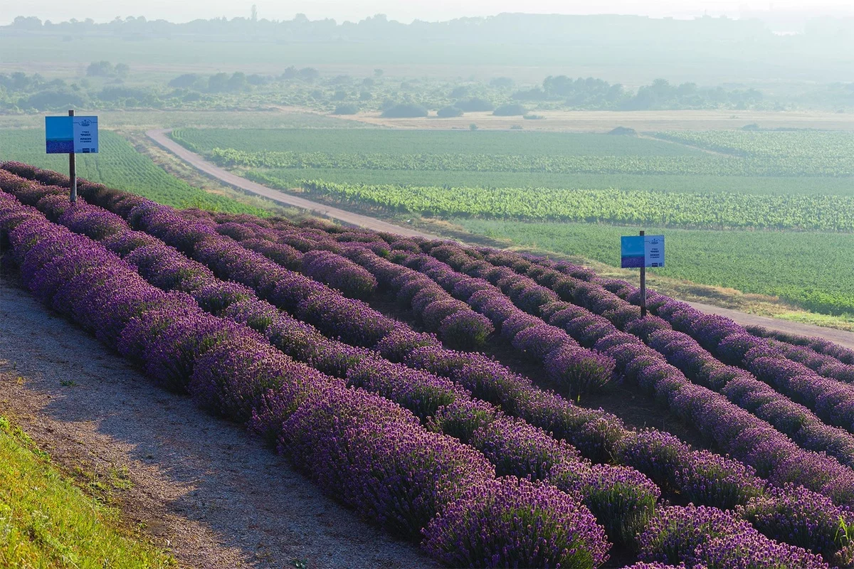 ein ganzes Feld mit Lavendel angepflanzt 
