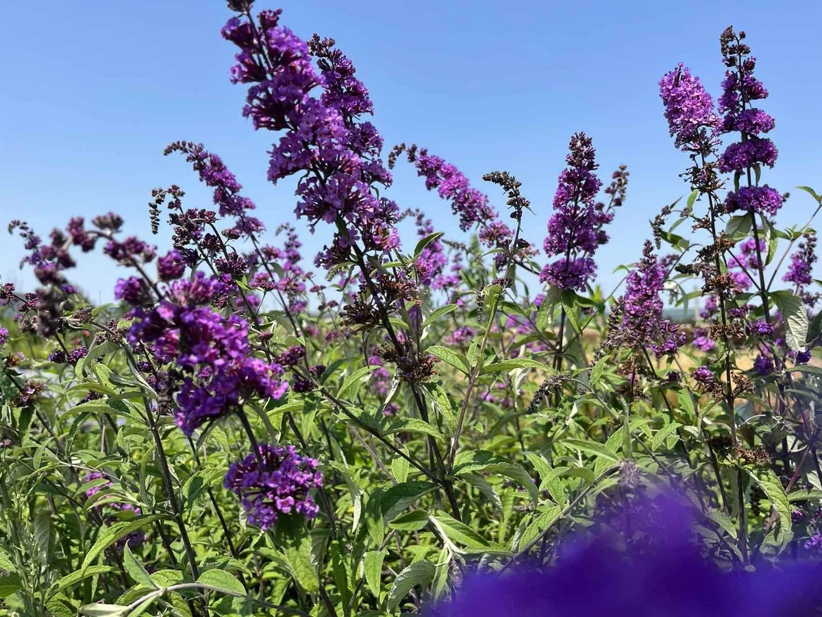 wild wachsender Lavendel - natürliche Schönheit 