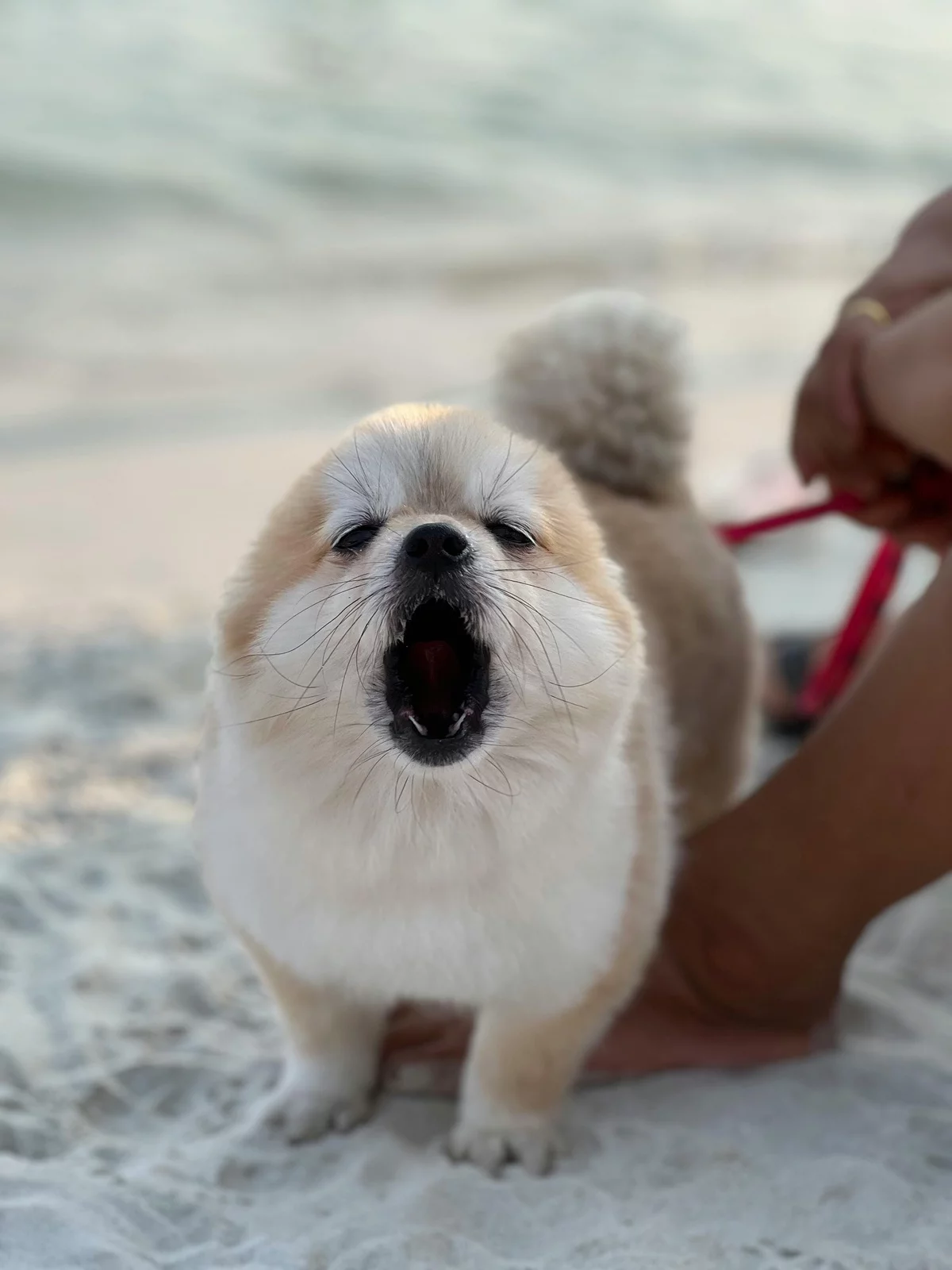 süßer Welpe im Schnee