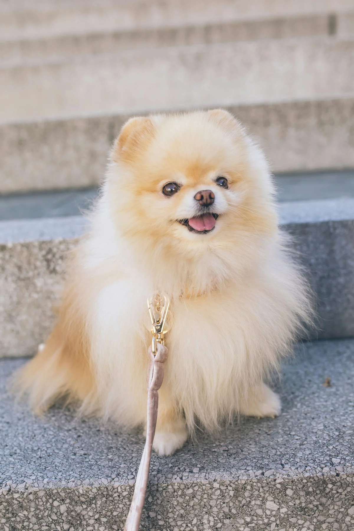 süßer Welpe - kleiner Pommer - Pomeranian