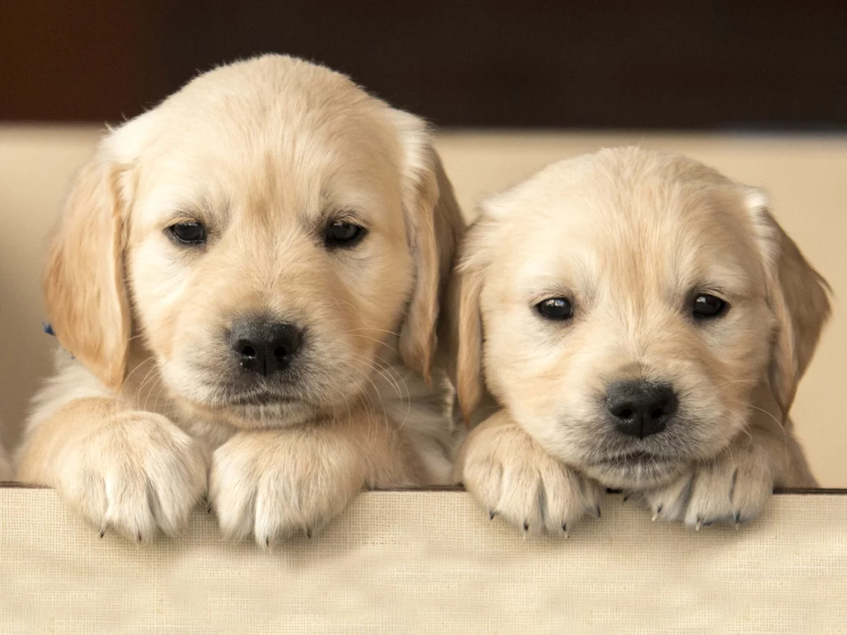 Mutterhundin und ein süßer Welpe