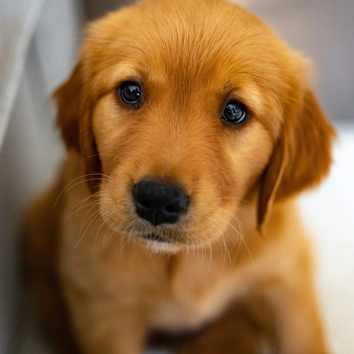 Welpe sieht mistrauisch in die Kamera