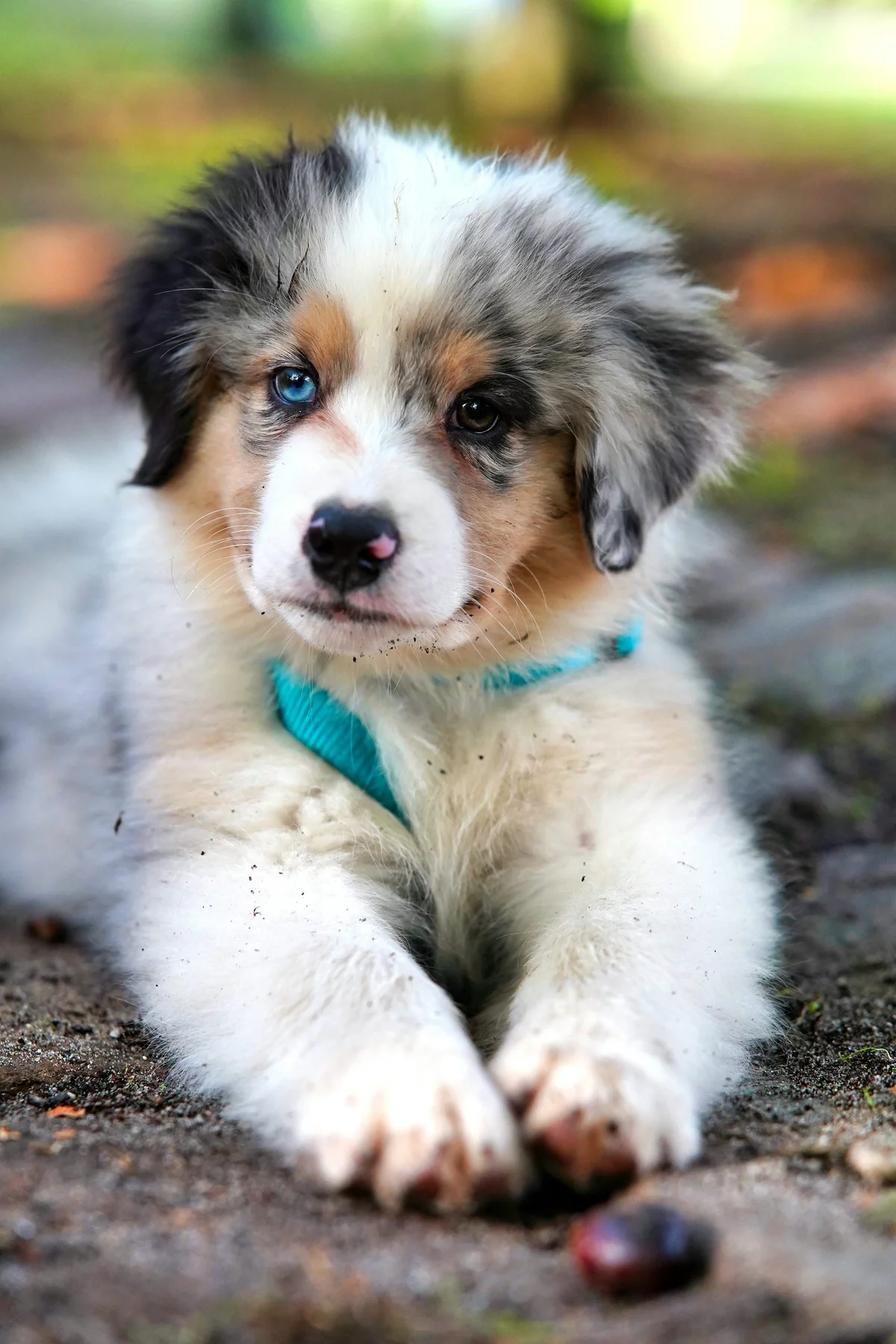 kleiner Welpe mit blauer Schleife draußen im Hinterhof