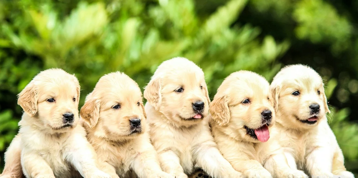 fünf süße Welpen draußen im Hof