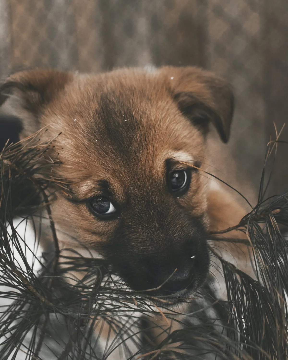 süér Welpe zwischen den Zimmerpflanzen