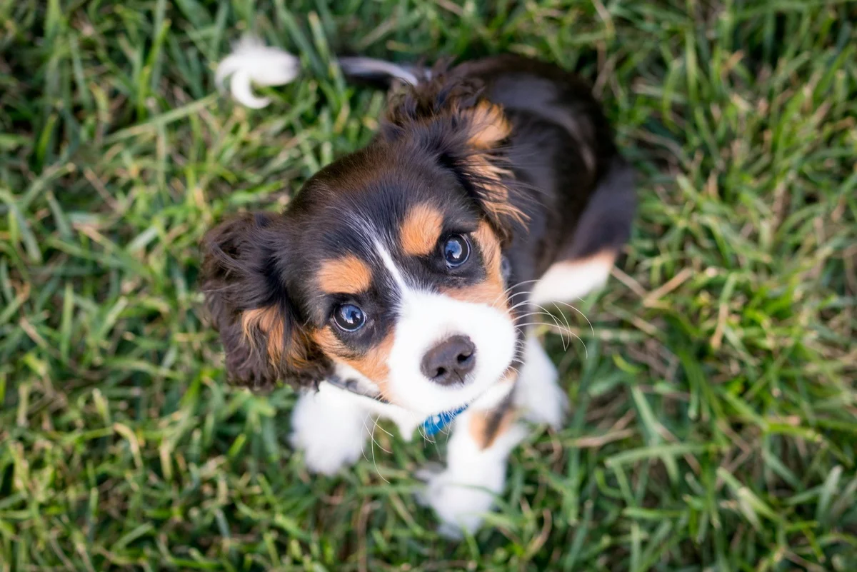 kleiner Welpe im Garten