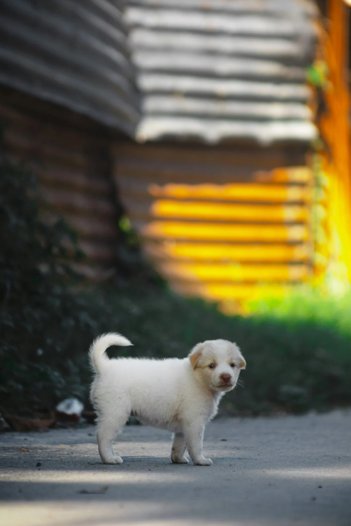 weißer süßer Welpe geht Gasse