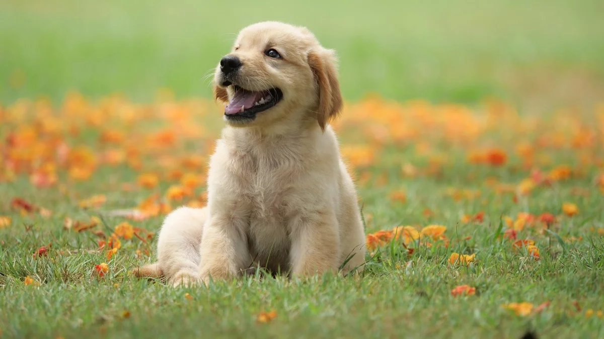 kleiner Hund auf einer Blumenwiese