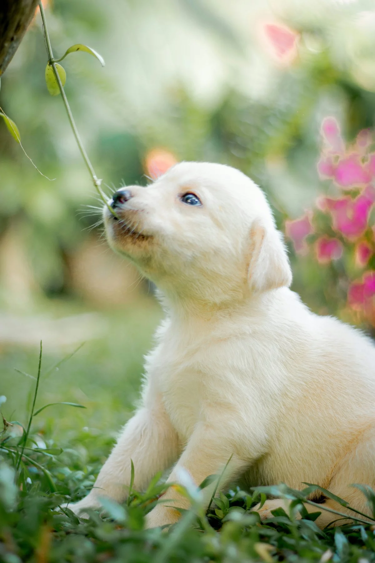 weißer süßer Welpe spielt im Garten