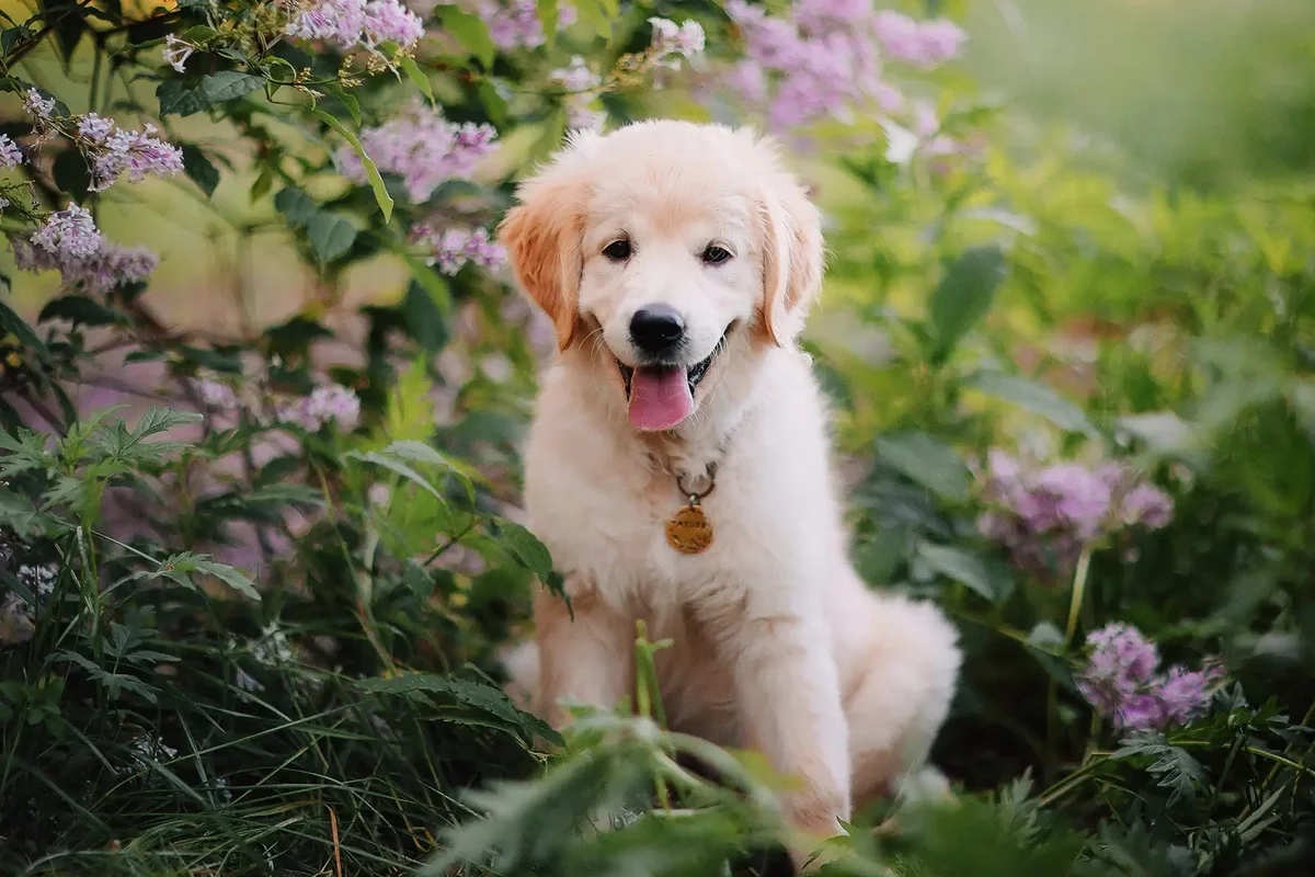 kleiner Hund im Garten sieht sehr zufrieden aus