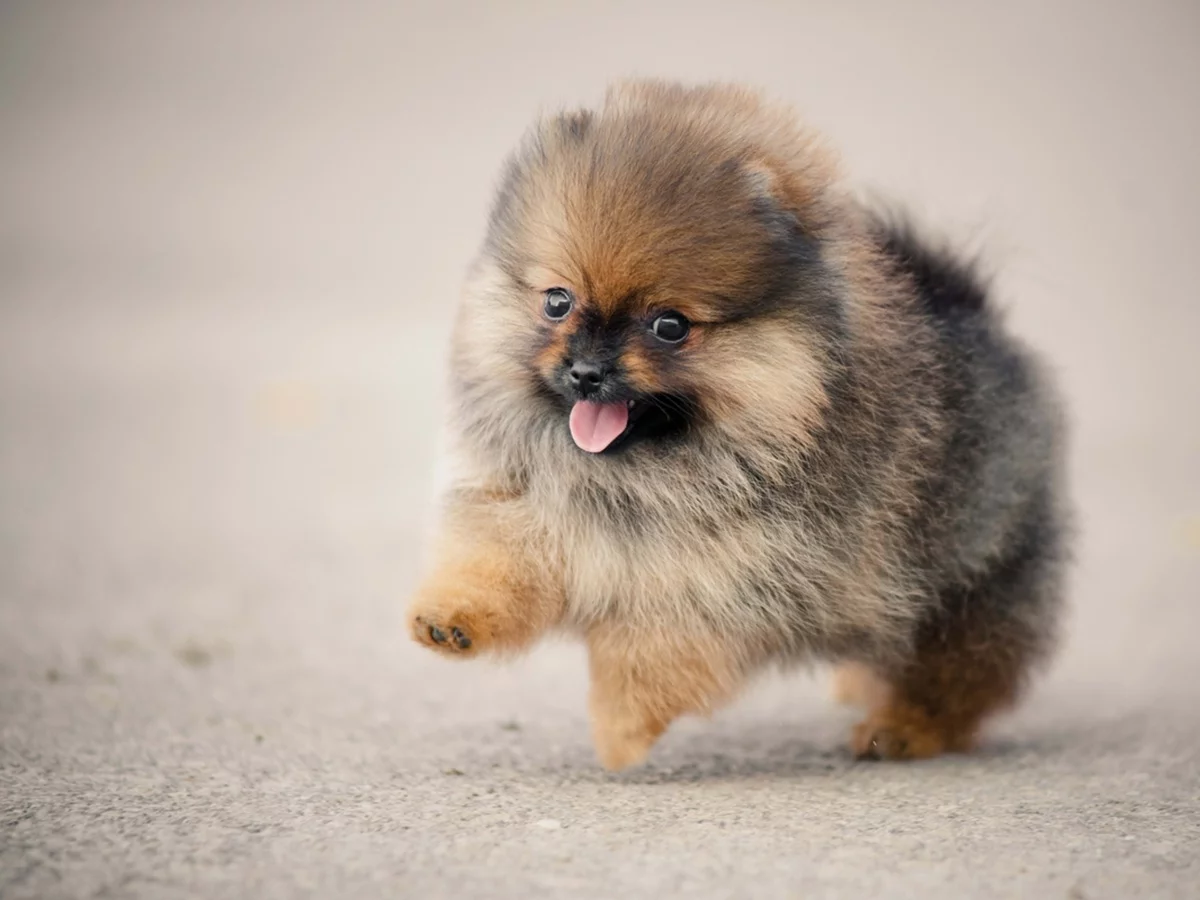 süßer Welpe spring und spielt allein