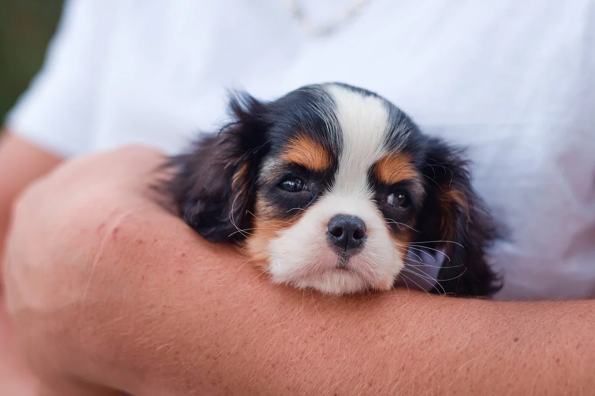 süßer Welpe im Schoss seines Besitzers