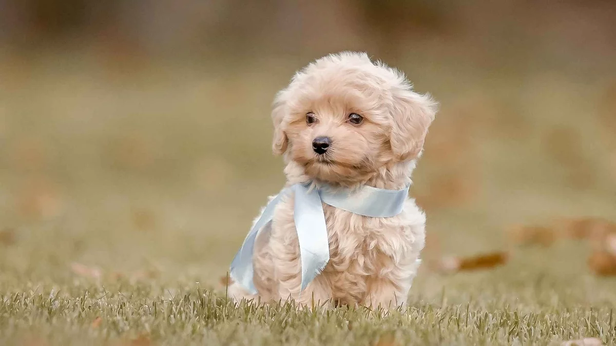 kleiner süßer Welpe mit blauer Schleife