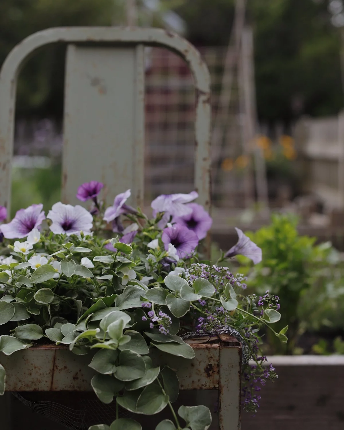 lila Petunien im Hochbeet aus Holz - Garten Upcycling Ideen