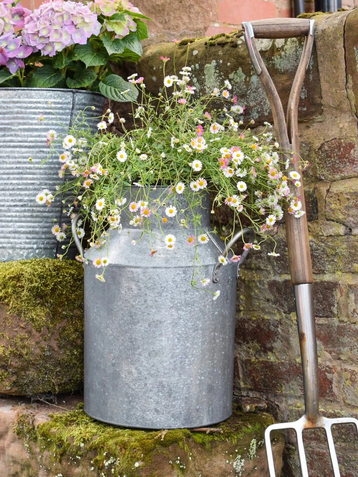 kleine Mageriten im alten Container - Garten Upcycling Ideen