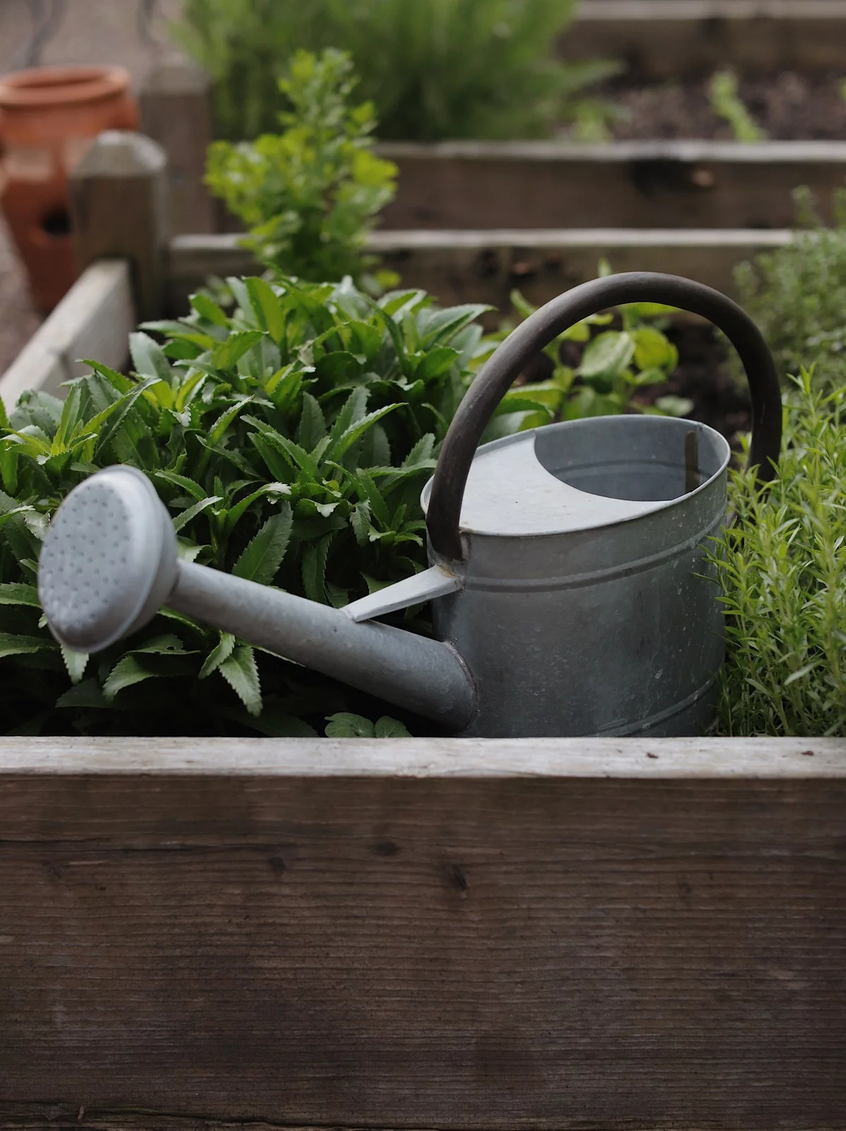 alte Gießkanne im Hochbeet - Garten Upcycling Ideen
