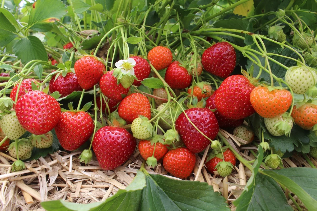 reife Erdbeeren im Garten sammeln 