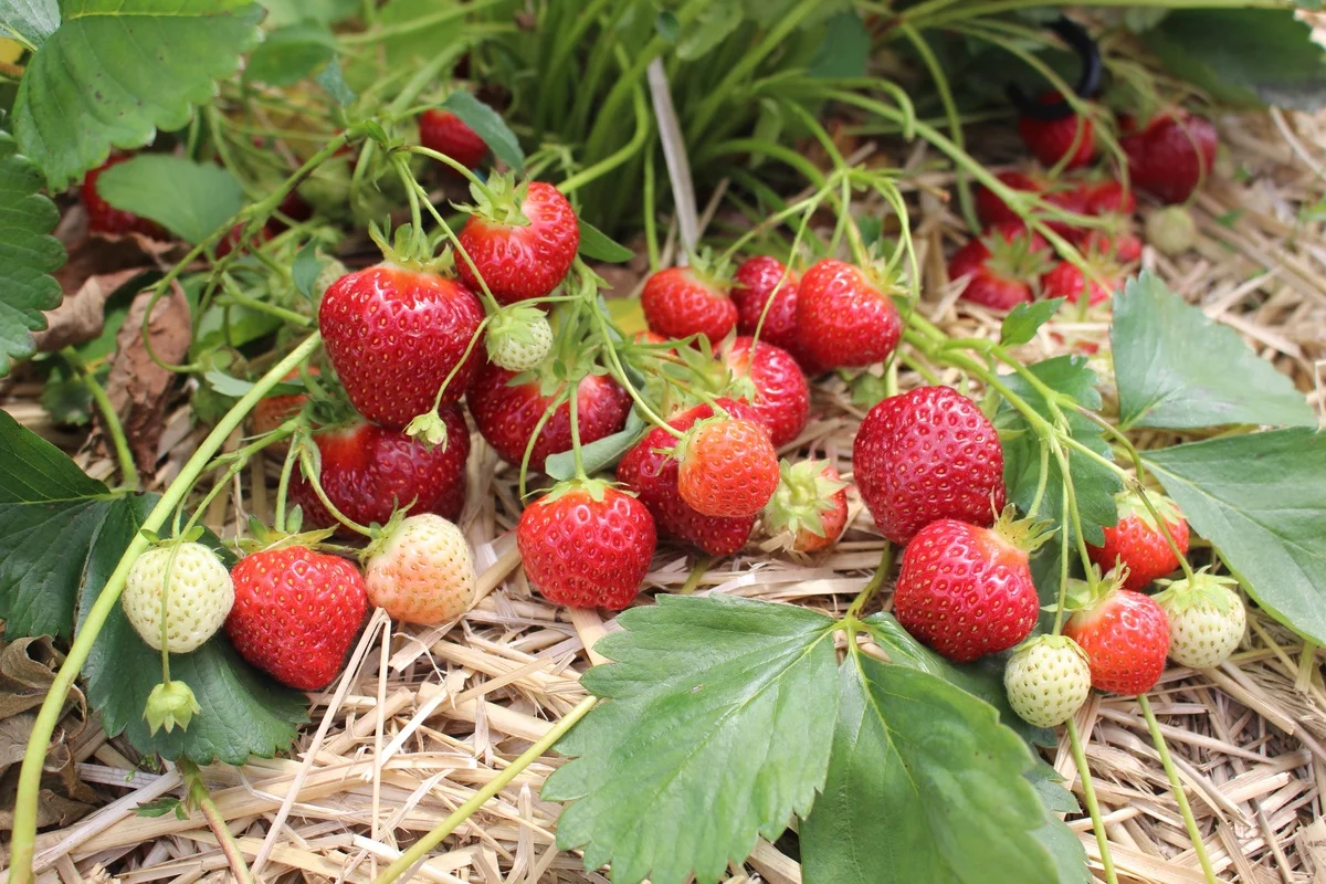 Erdbeeren pflanzen im eigenen Garten 