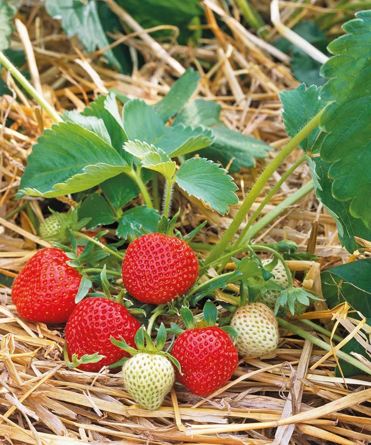 reife und unreife Erdbeeren im Beet 