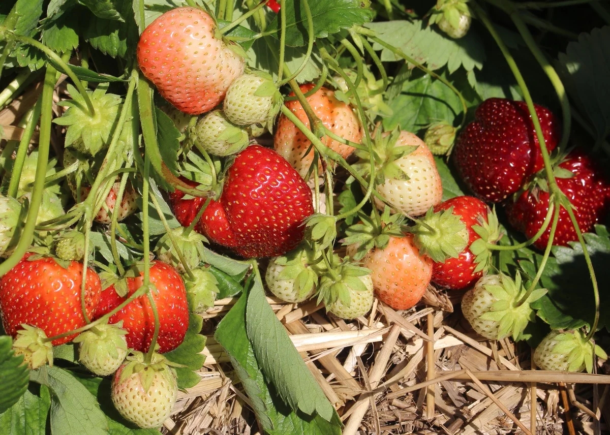 Erdbeeren pflanzen im Garten 