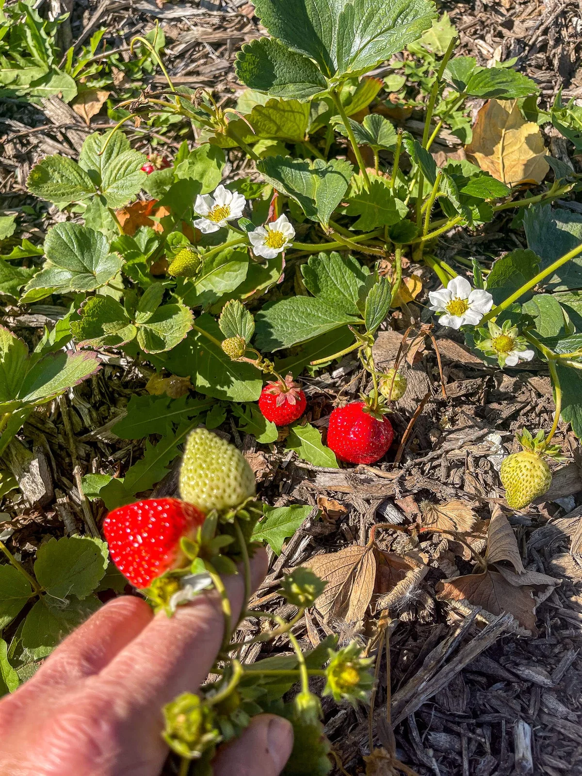 erste reife Erdbeeren im Garten 
