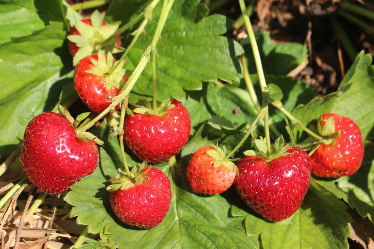 reife Früchte im eigenen Garten 