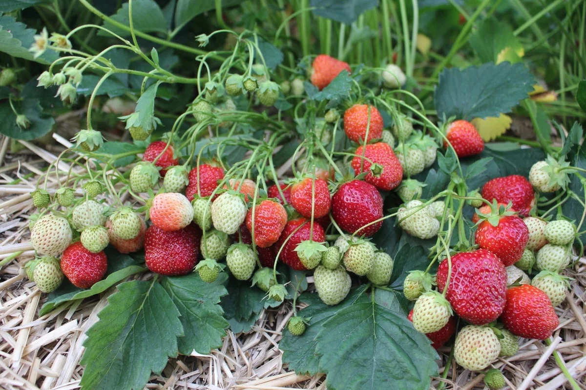 Erdbeeren pflanzen im Garten und sie gut pflegen 