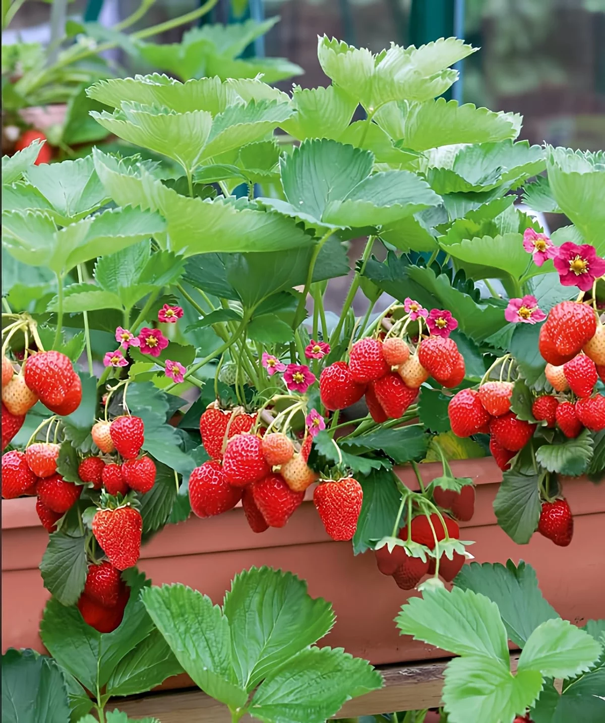 Erdbeeren pflanzen im Pflanzkasten im Garten 