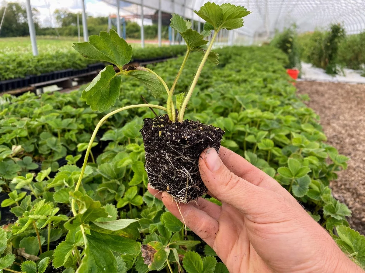 Erdbeeren pflanzen auf großer Fläche im Treibhaus 