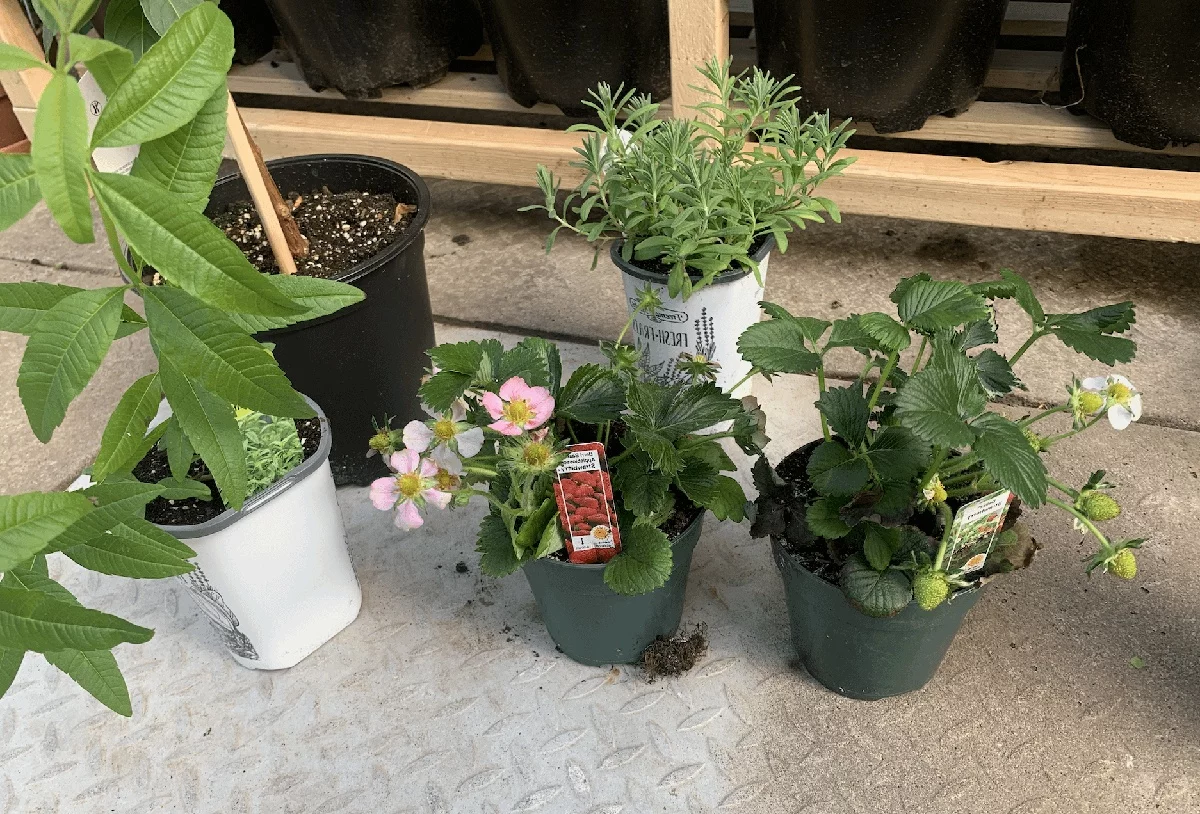 Erdbeeren pflanzen im Topf 