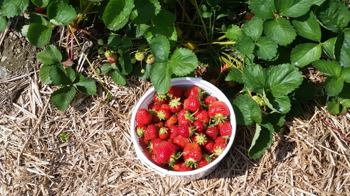 Erdbeeren pflanzen im eigenen Garten und gute Ernte haben 