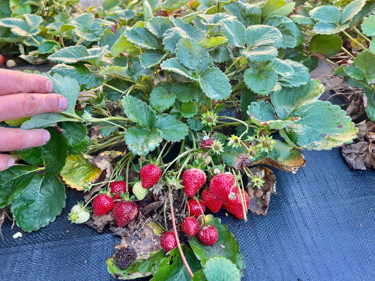 reife Erdbeeren im Garten sammeln 