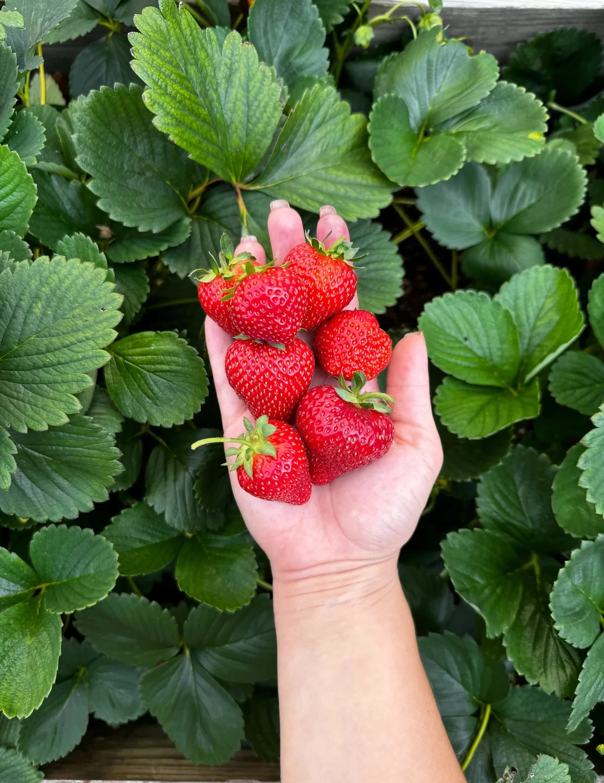viele reife Erdbeeren aus dem Garten 